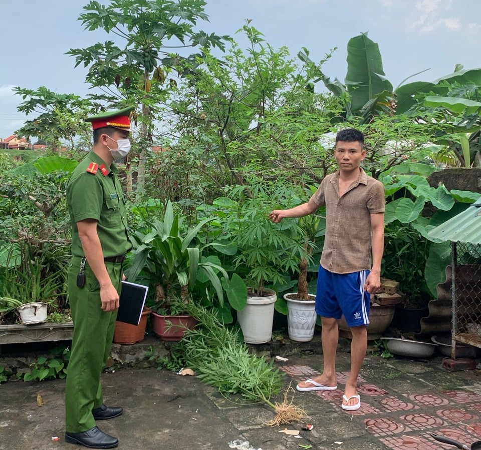 Lực lượng chức năng kiểm tra hành chính phát hiên đối tượng trồng cây cần sa trái phép trong vườn